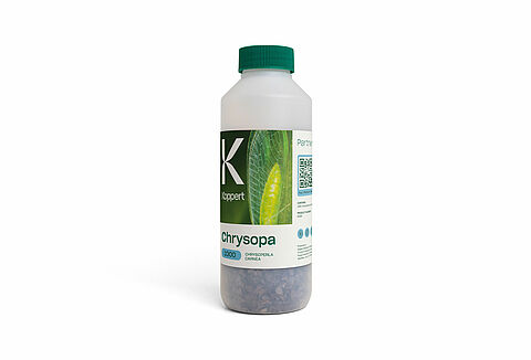 Chrysopa