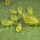 Green peach aphid Myzus persicae subsp. persicae