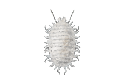 Mjöllöss och fjäll