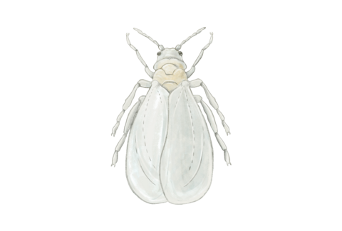 Vitfluga
