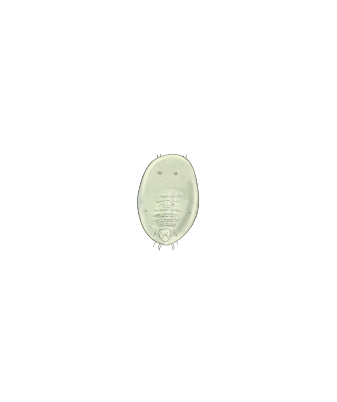 Greenhouse whitefly Trialeurodes vaporariorum Third instar larva Illustration