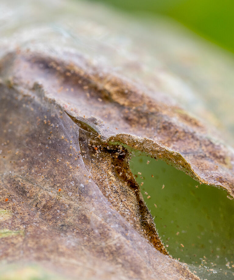 Damage caused by Two-spotted spider mite Tetranychus utricae