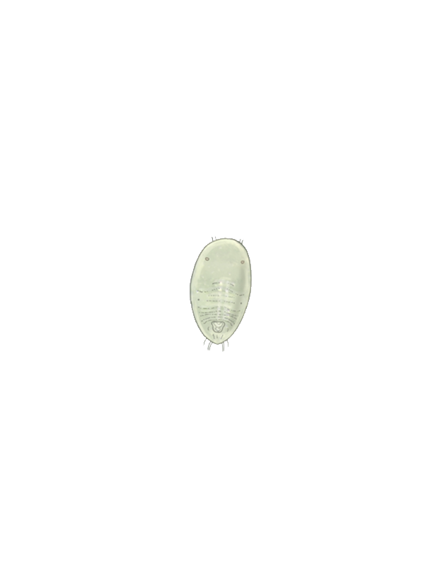 Greenhouse whitefly Trialeurodes vaporariorum second instar larva