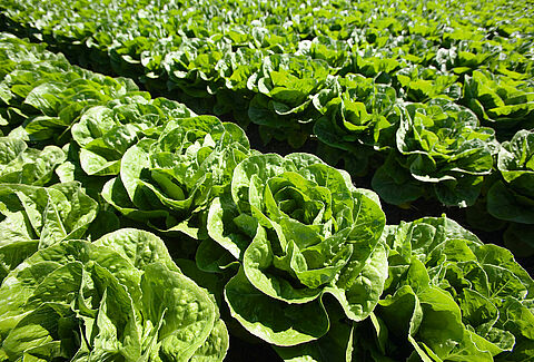 Sallad