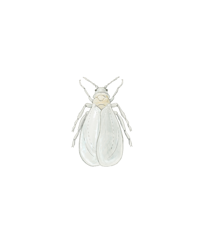 Greenhouse whitefly Trialeurodes vaporariorum adult