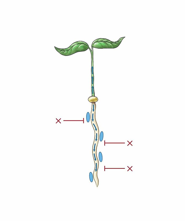 x = Phytopathogen / 0 = Micro-organism