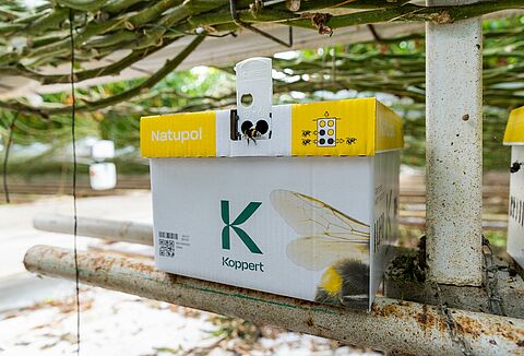 Miten suojella kimalaisia kylmällä