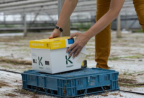 Kimalaispesien optimaalinen sijoittaminen