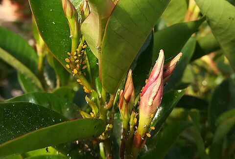 Oleander aphid