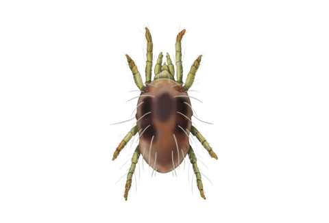 Vihannespunkit ja muut punkit