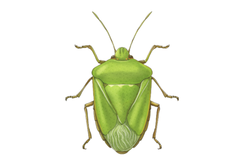 Insekter