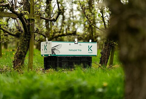 Ulkokasvien pölytysneuvonta