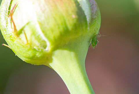 Rose aphid