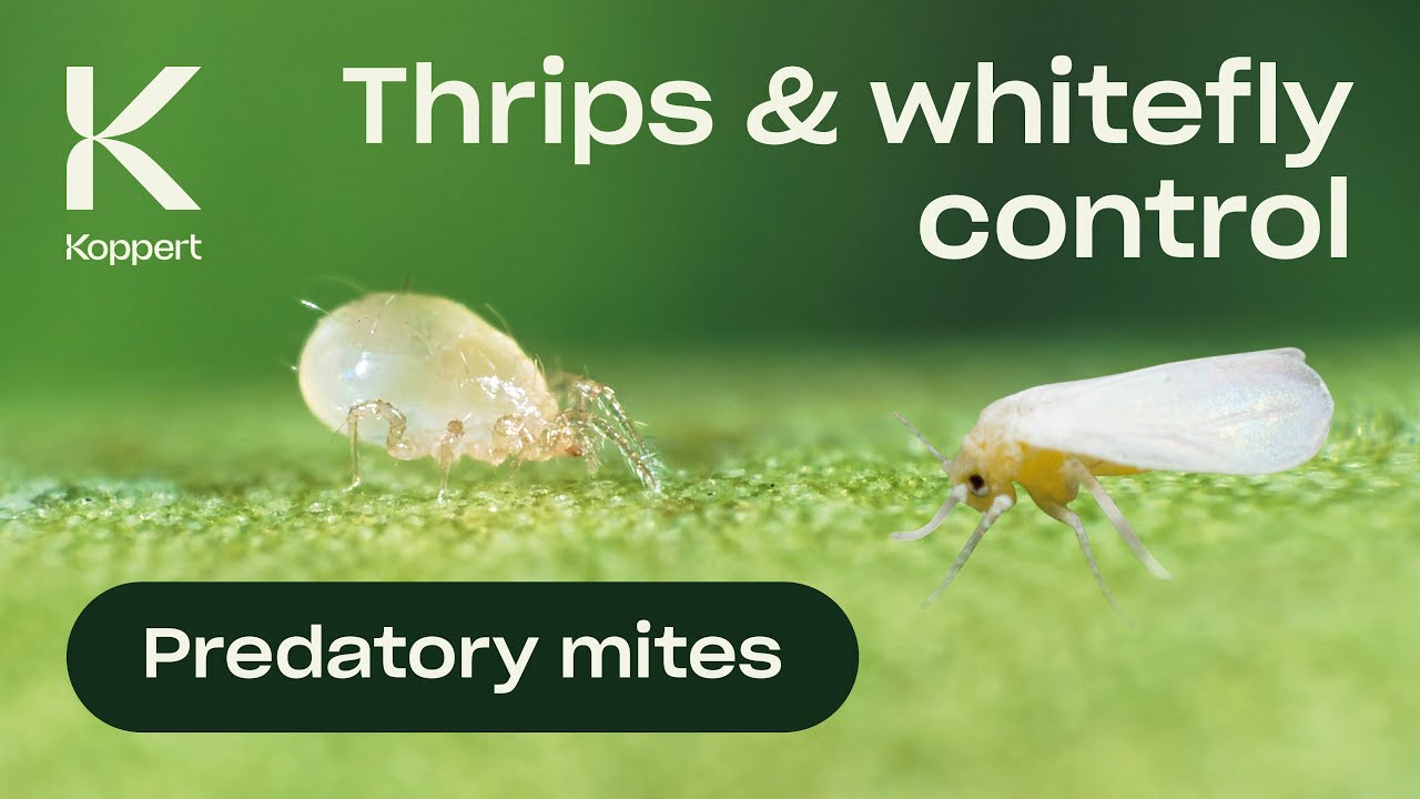 Biological control of whitefly - Amblyseius swirskii Biological control of whitefly - Amblyseius swirskii