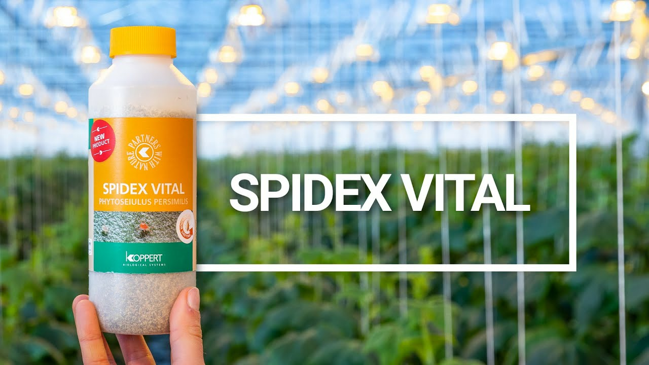 Spidex Vital: Your Vital partner in spider mite control