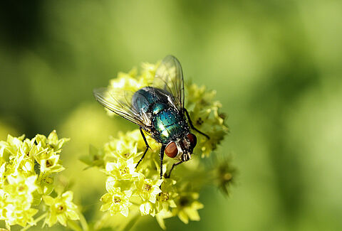 Pollineringschecklista Natupol Fly