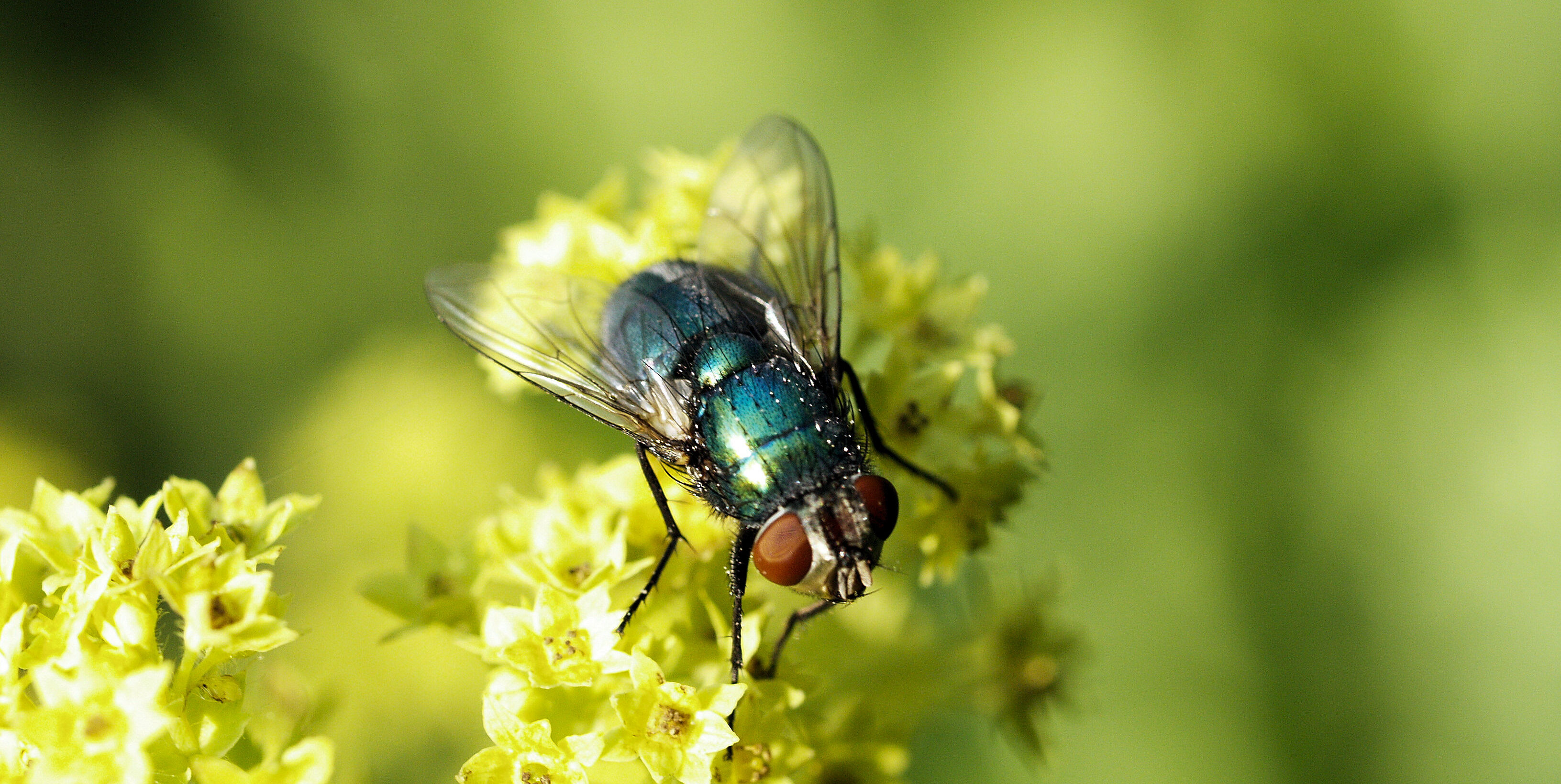 Pölytyksen muistilista – Natupol Fly