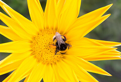 Miten suojella kimalaisia kuumuudelta