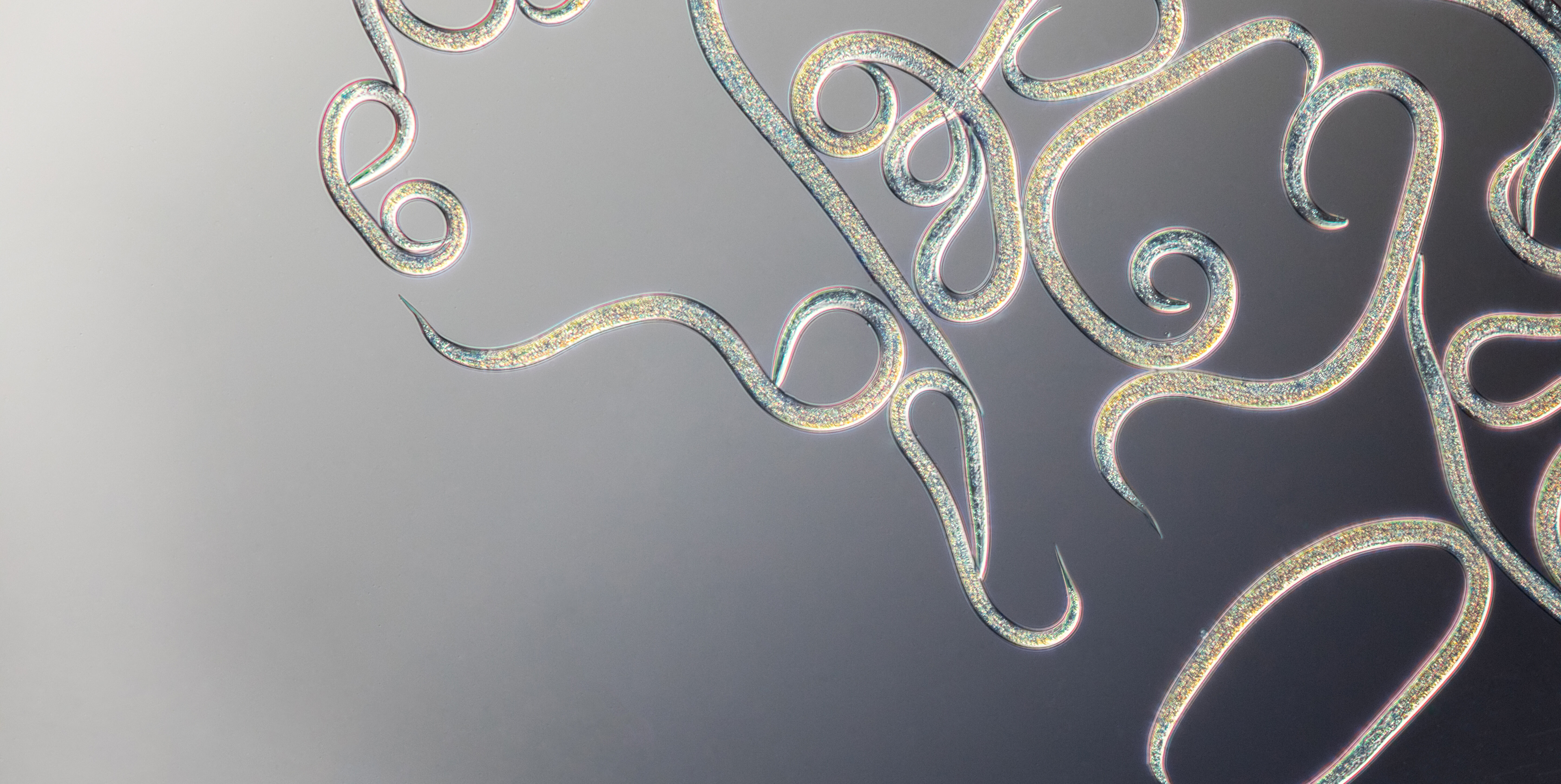 Yleisiä kysymyksiä sukkulamadoista