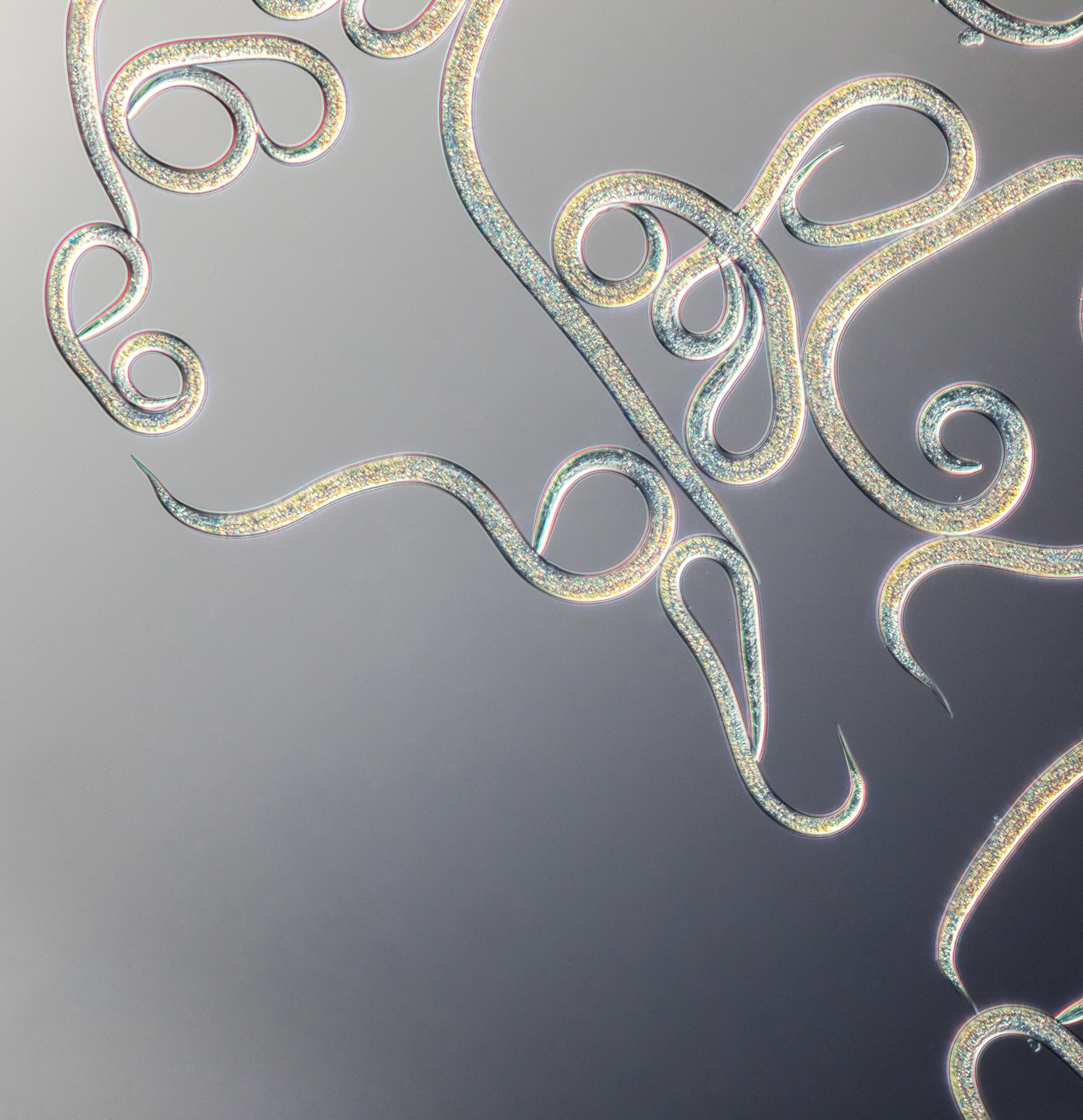 Vanliga frågor nematoder