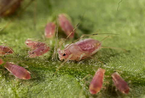 Potato aphid