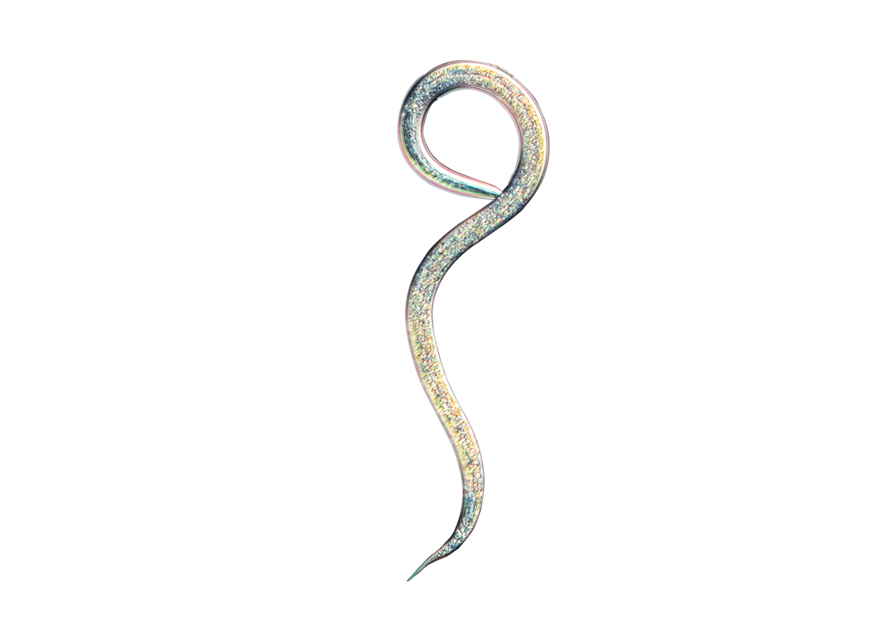 Nyttiga nematoder