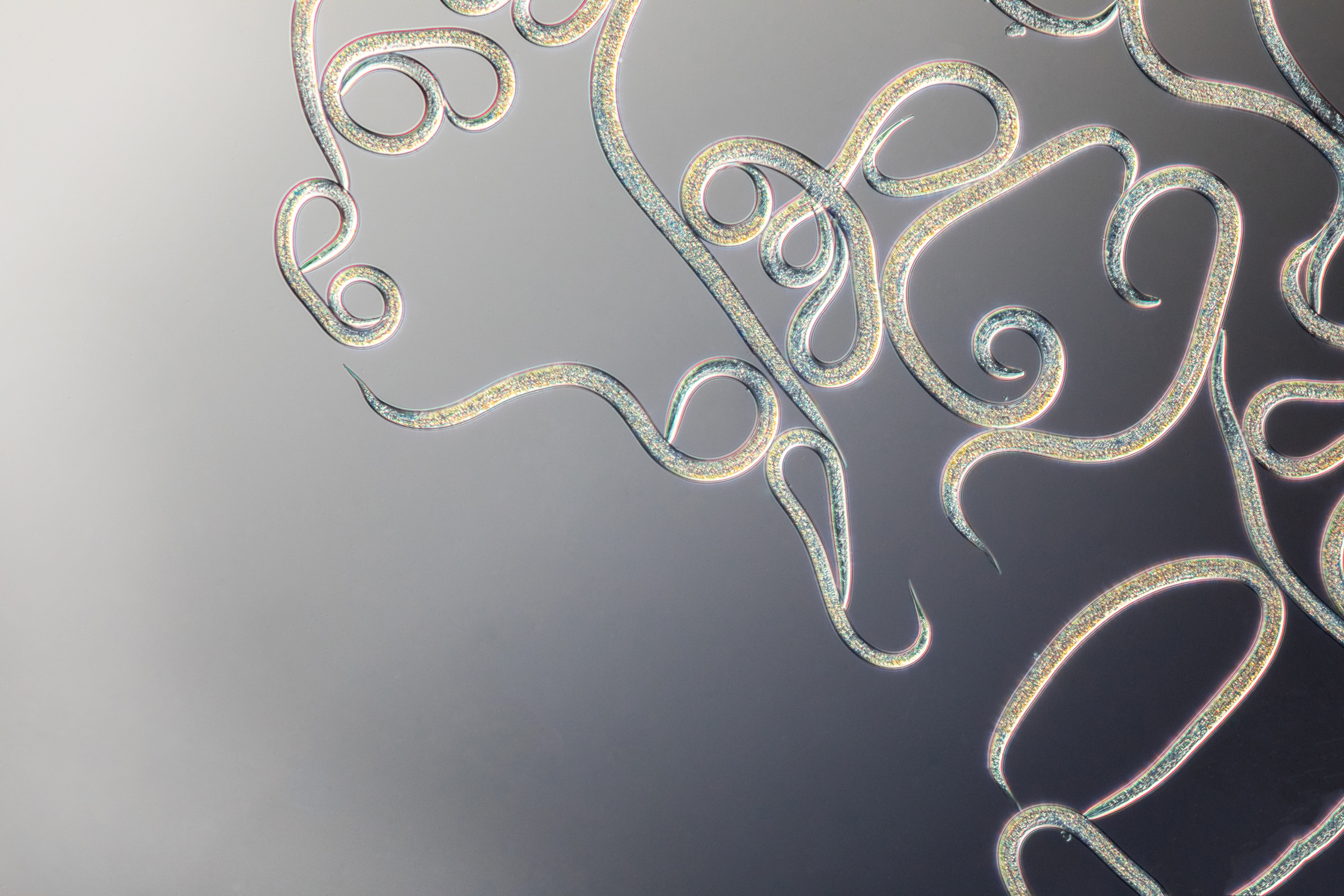 Vanliga frågor nematoder