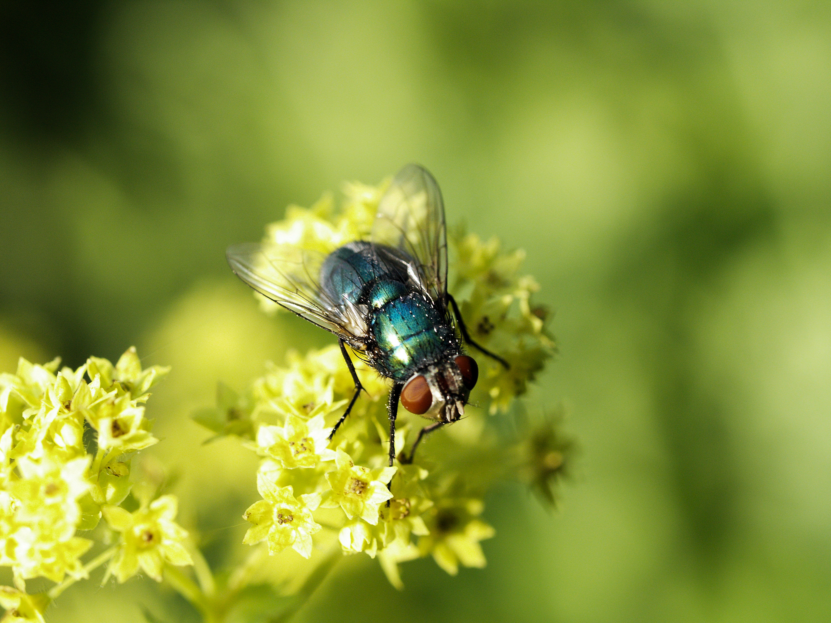 Pölytyksen muistilista – Natupol Fly
